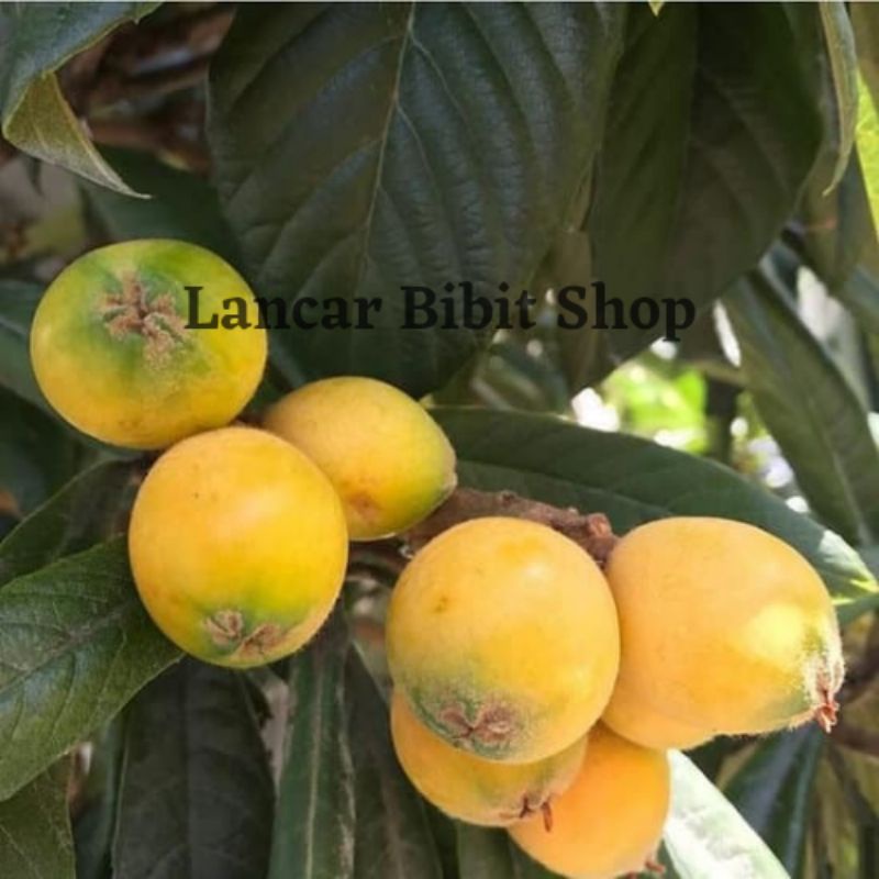 Bibit Buah Leci Kuning Cangkok Buah Leci Cangkok