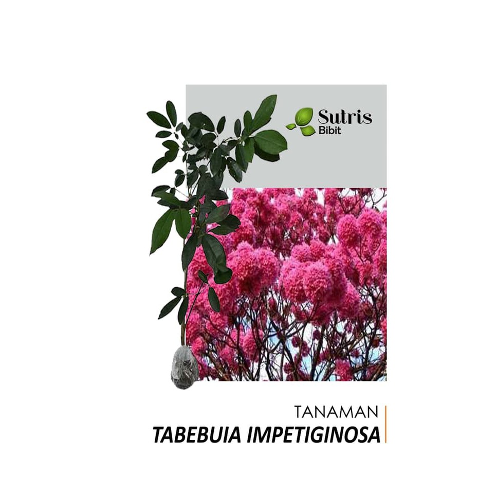  Tanaman  Bunga  Tabebuia Impetiginosa Wiring Diagram And 