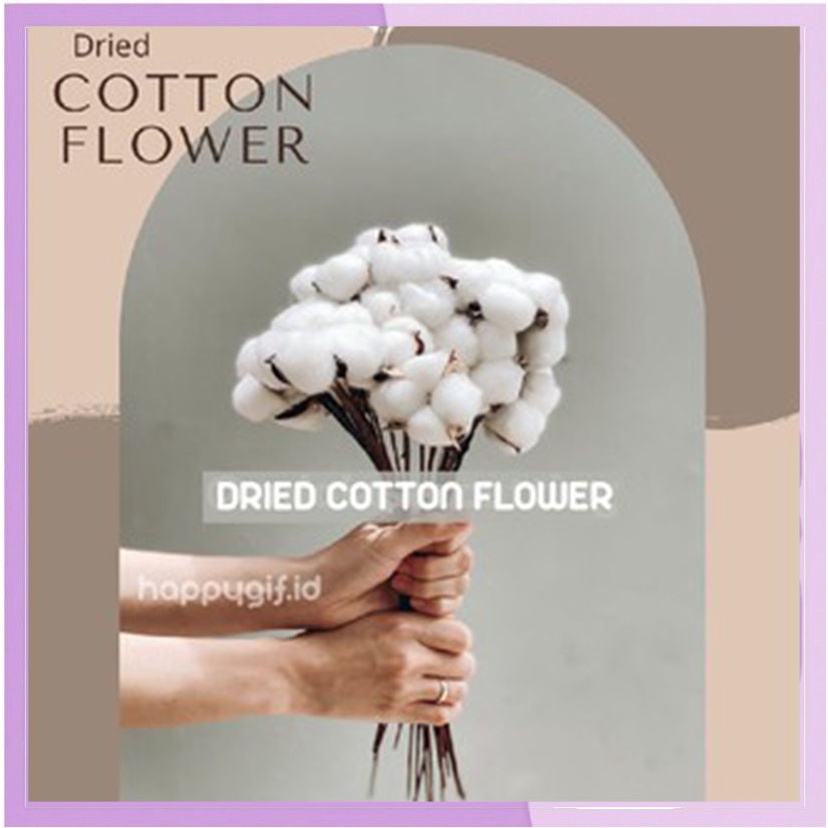 Cotton Flower Bunga Kapas Unik Asli Single Stem Dekorasi Hiasan Bunga Artificial per tangkai