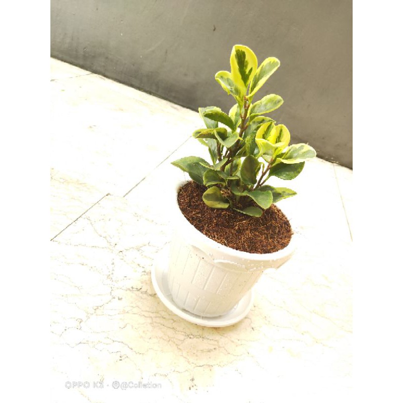obtusifolia peperomia | peperomia obtusifolia variegata