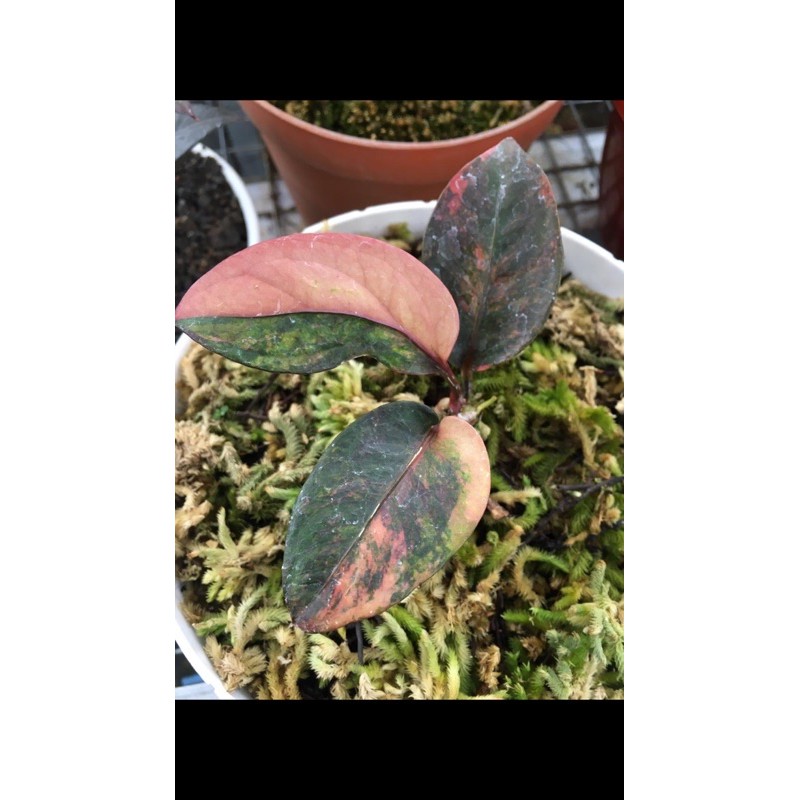 hokeri pink varigata