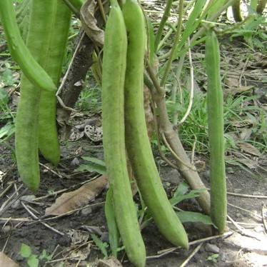 Benih Biji Kacang Koro Pedang Putih Shopee Indonesia