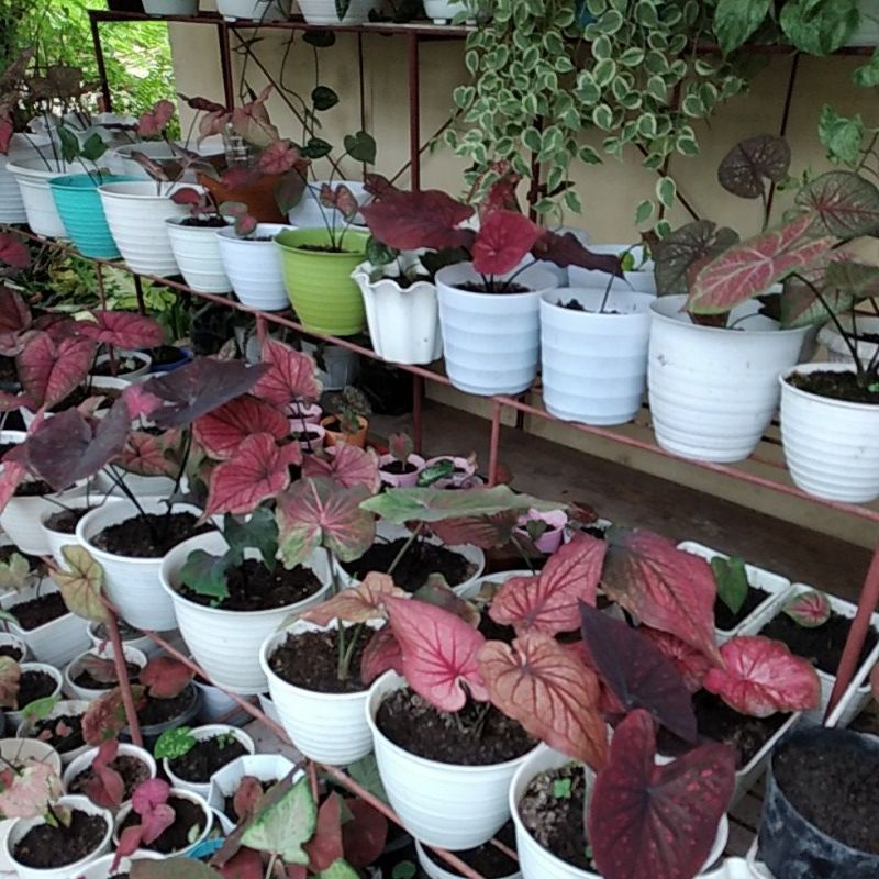 Keladi Red dragon,red pelita dll