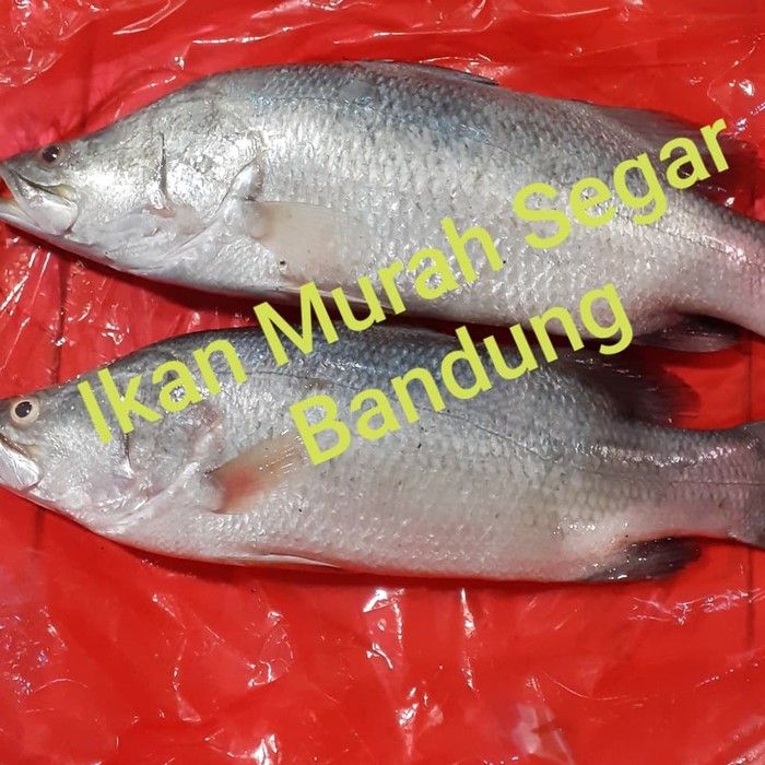 

PROMO IKAN BARAMUNDI Harga Per 1 Kg