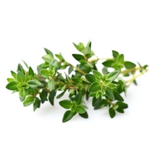 

Daun Thyme Segar 50gr Rempah Daun Timi