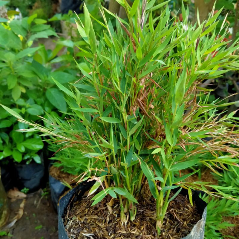 bibit bambu Jepang mikro