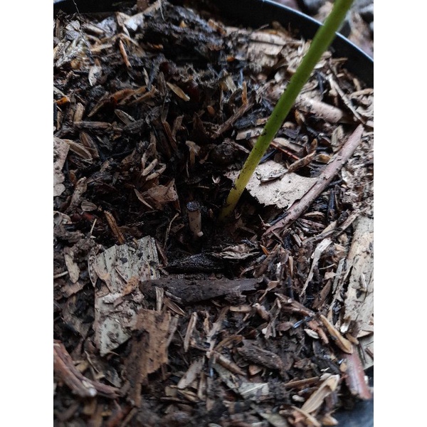 Philodendron majestic