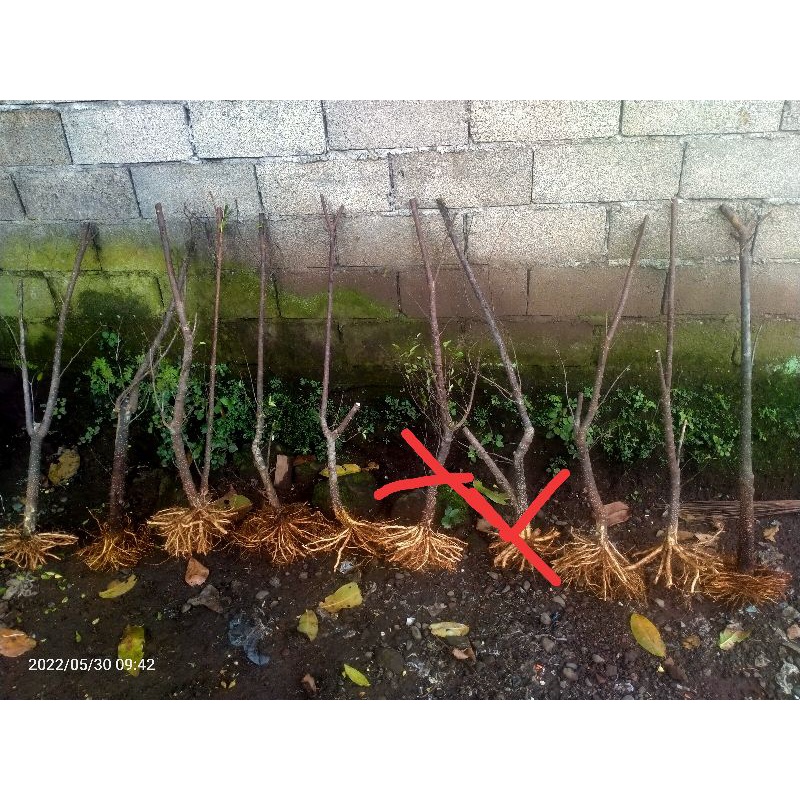 bahan bonsai anting putri