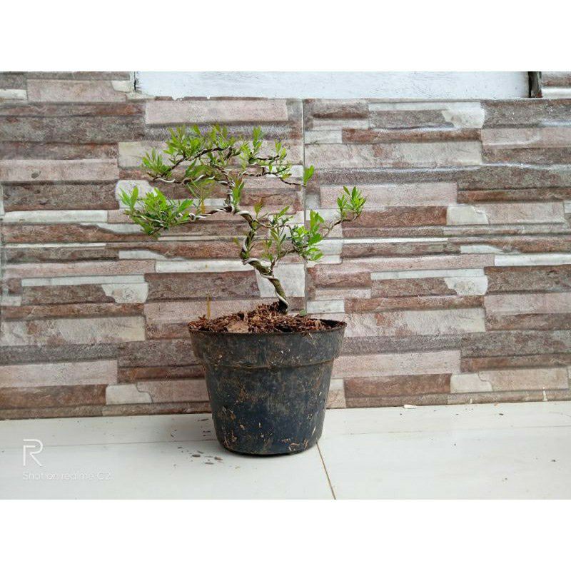 Promo Bonsai cendrawasih - tanaman bonsai cendrawasih murah