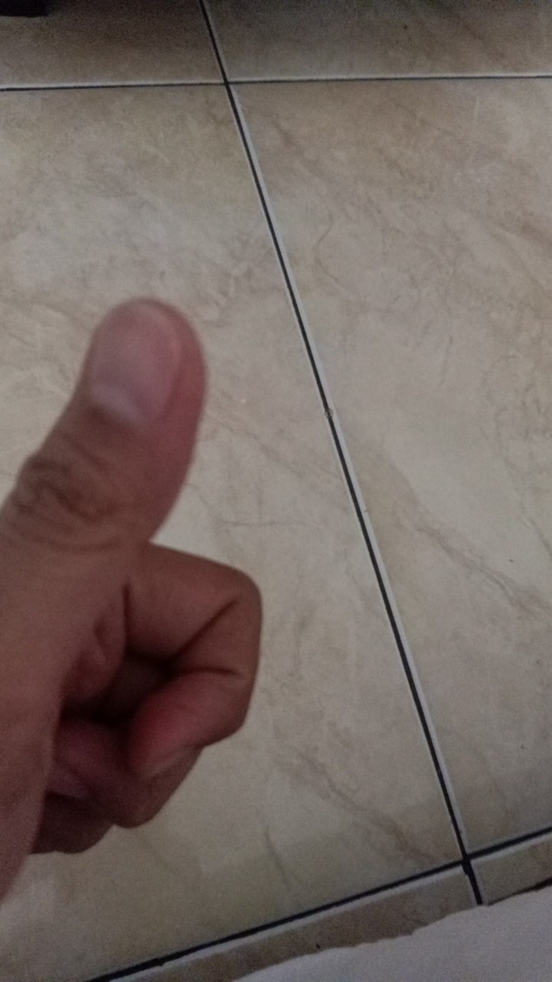 Paku Payung  - Paku Pinus Isi 25 Kd64