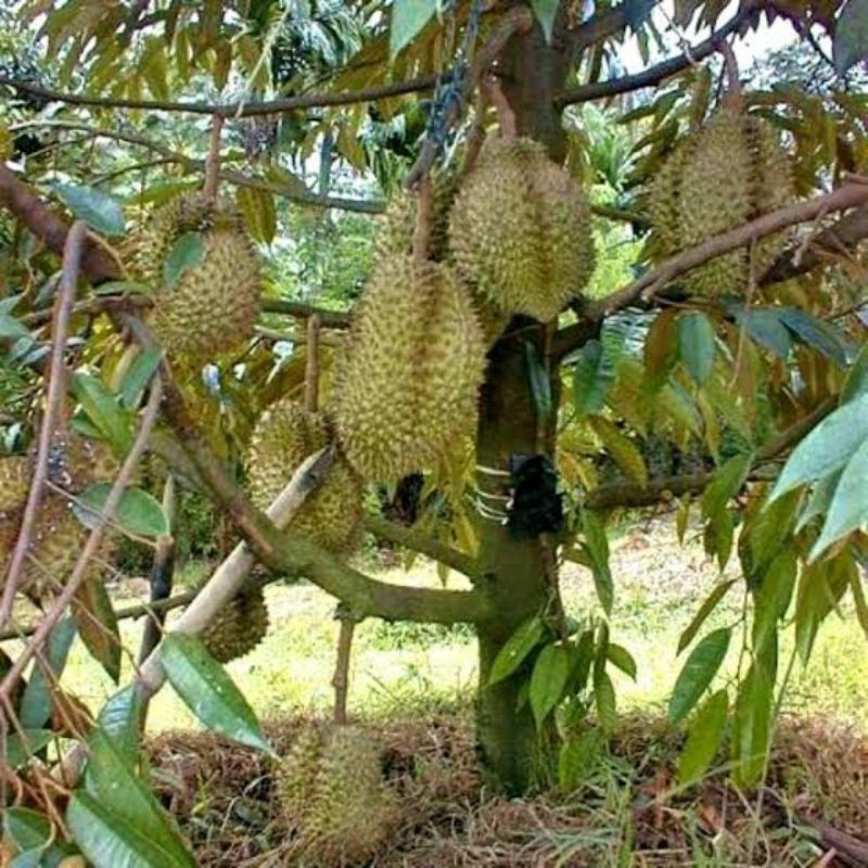 Bibit durian montong siap berbuah