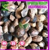buah ketapang 25kg murah