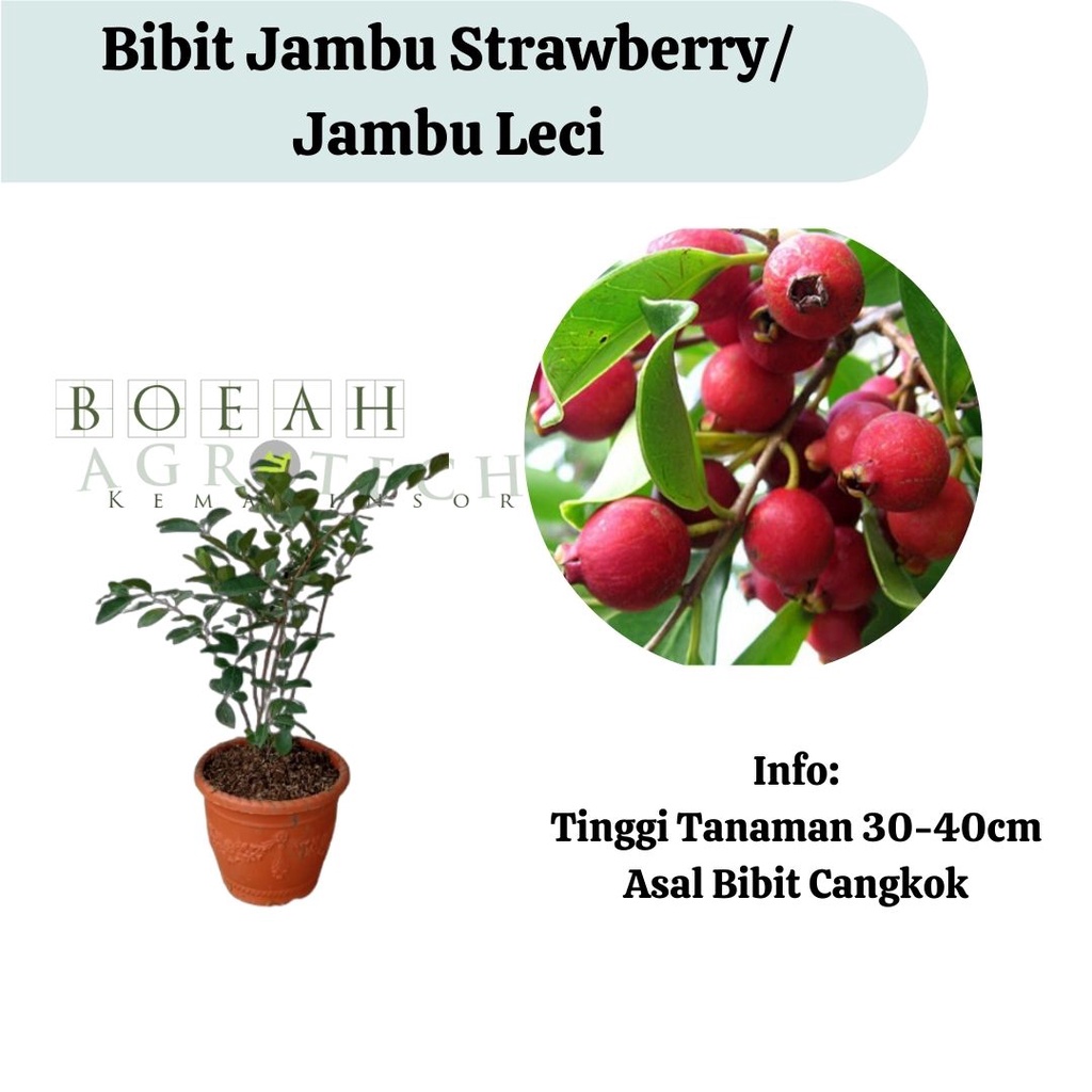 Bibit Tanaman Buah Jambu Strawberry Manis dan Genjah Jambu Leci