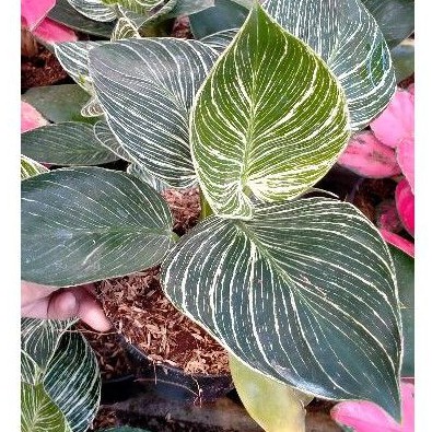 Tanaman Hias Philodendron Birkin / Philo Birkin