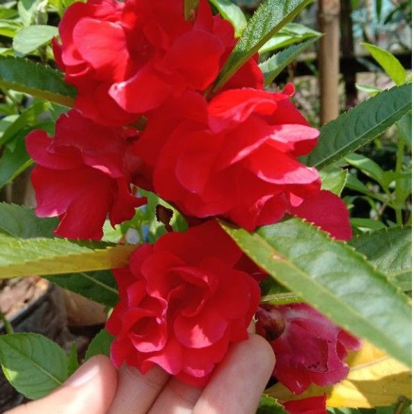 30+ Benih pacar cina merah bunga pacar air cina