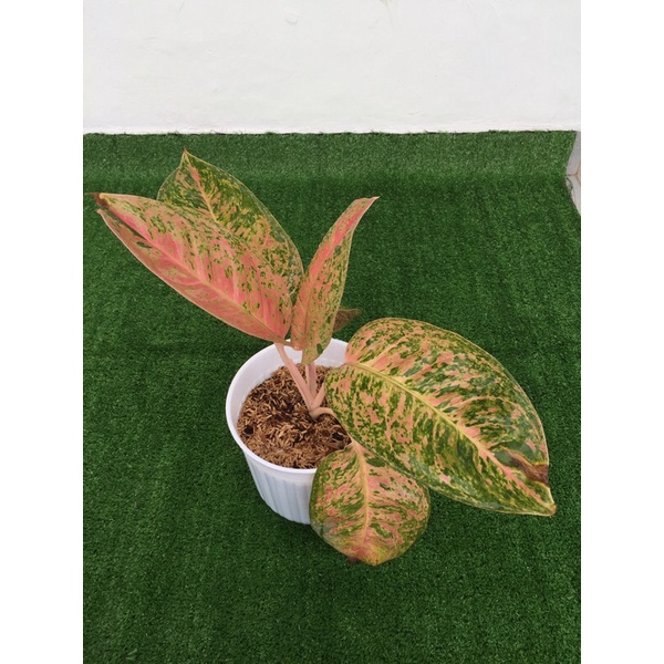 Aglaonema big roy