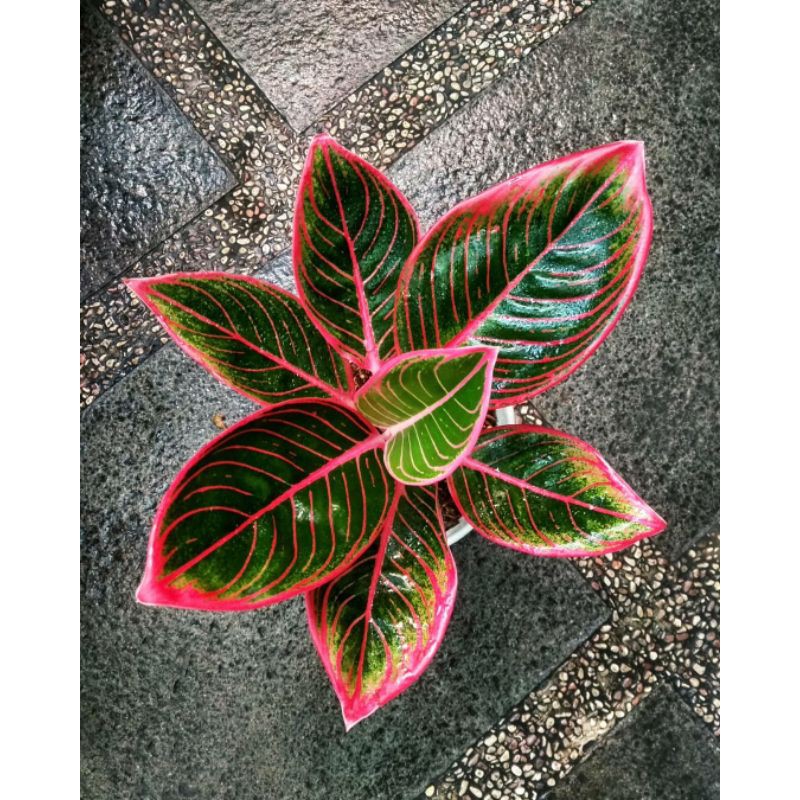 Bonggol Aglonema Khanza Sudah Bertunas