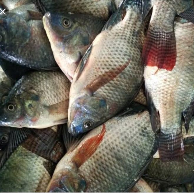 

Ikan Mujair Nila Merah Segar 1 kg 1kg