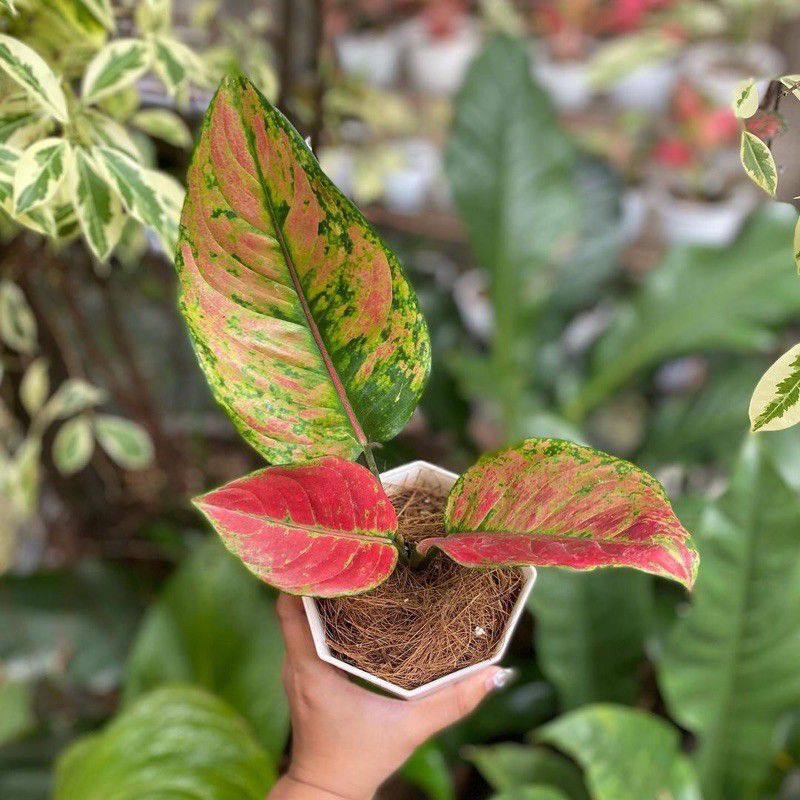 bibit aglonema hengheng - baby aglonema heng heng - aglonema hengheng