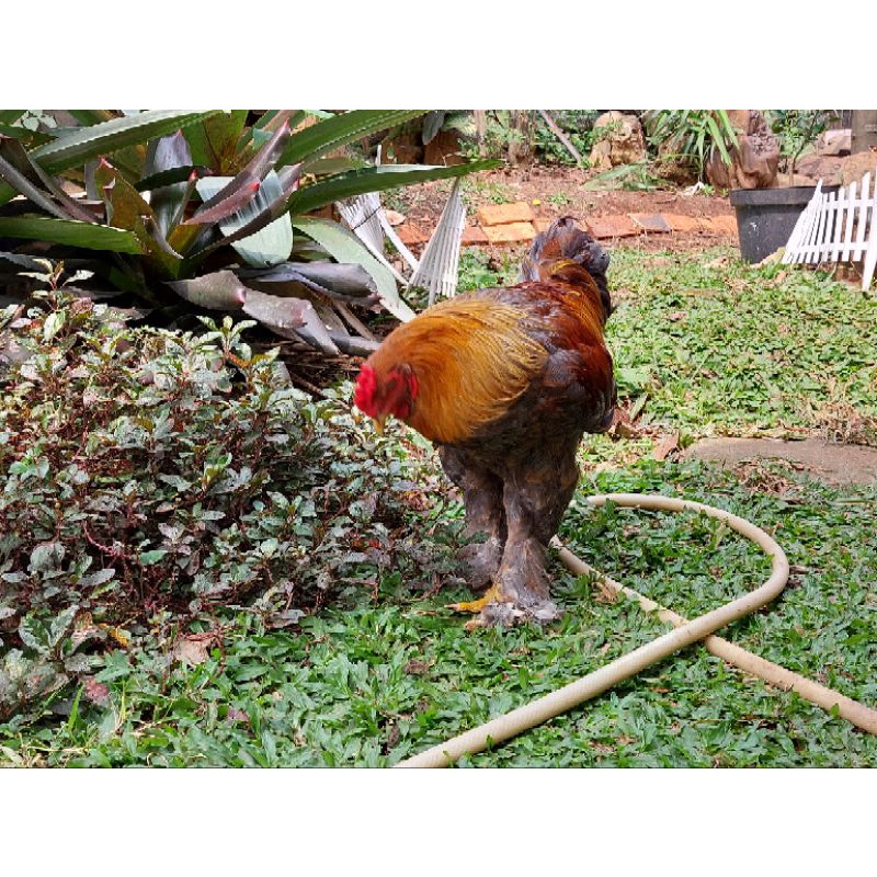 ayam brahma blue partridge jantan 7 bulan up