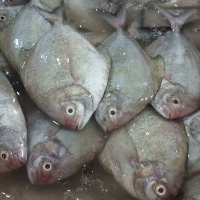 

Ikan Bawal Laut Segar Fresh - 1Kg