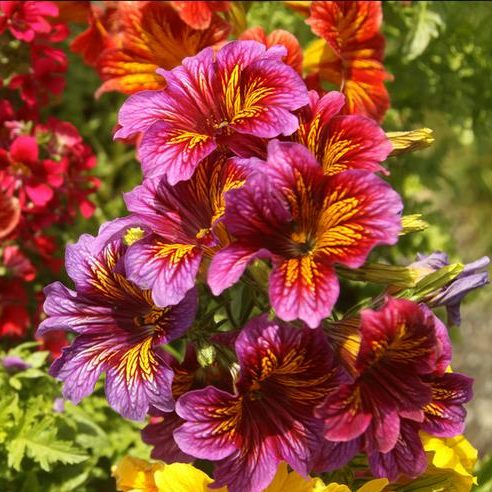 Benih Bibit Biji - Bunga Painted Tongue (Salpiglossis Sinuata Superbissima Mix) Flower Seeds - IMPORT