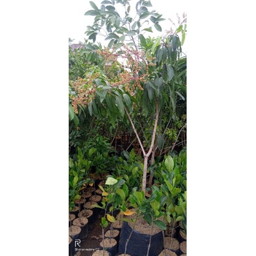 bibit tanaman buah mangga Irwin kondisi berbunga