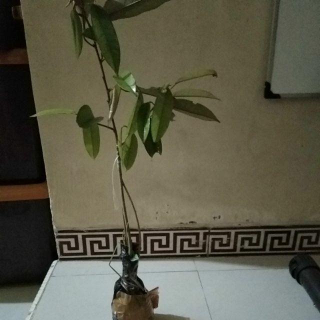 Bibit Durian Musangking Kaki3 Terlaris