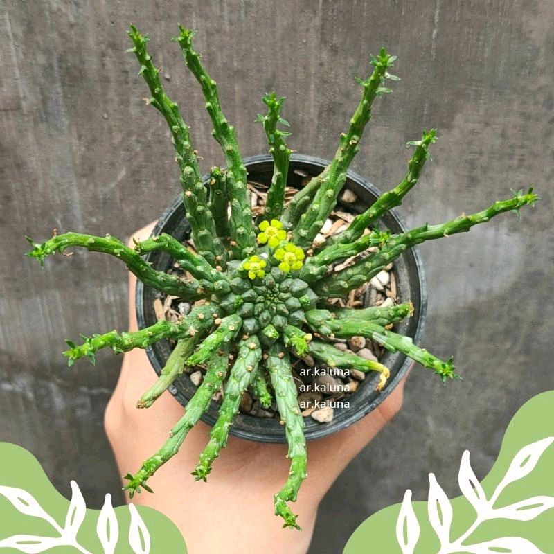 Euphorbia ' Caput Medusa ' sukulen kaktus tanaman hidup