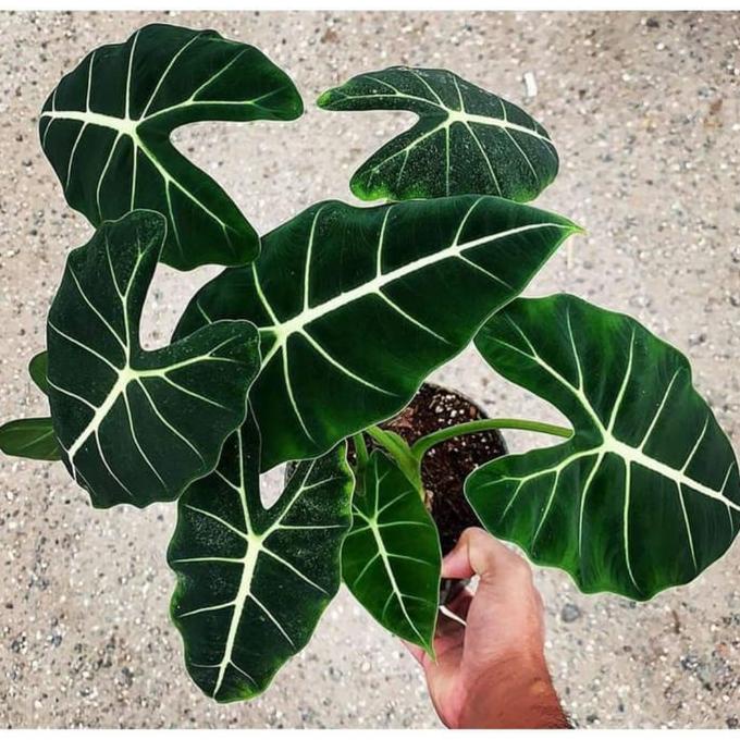 

tanaman hias indoor alocasia neon frydek