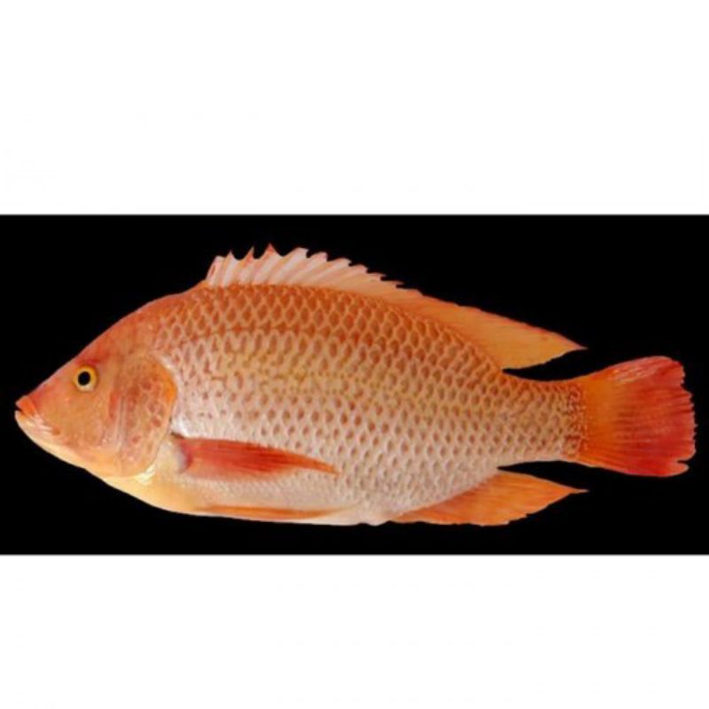 

ikan nila merah