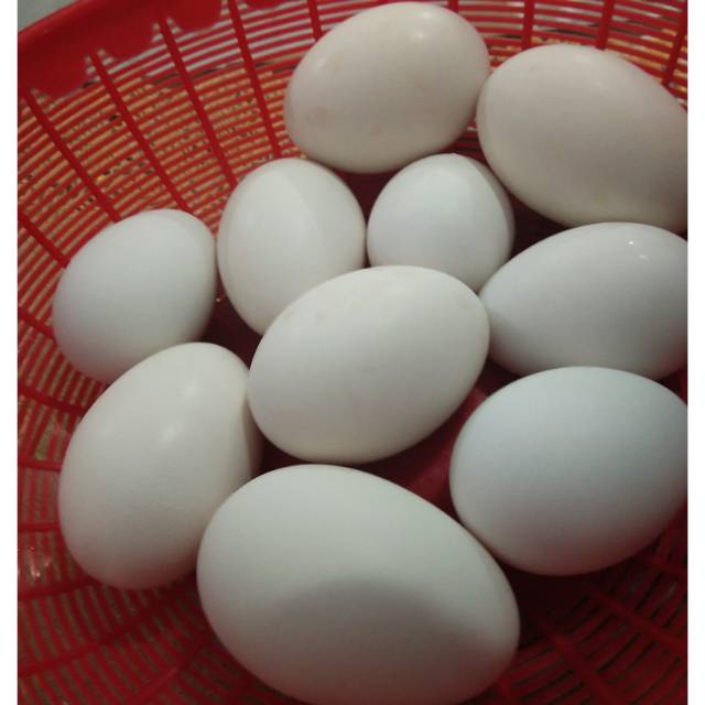 

TELUR SOANG