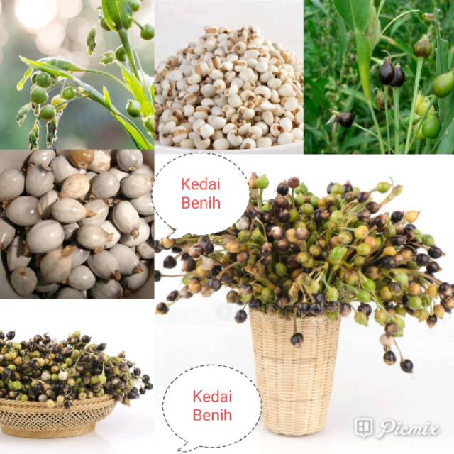 Kedai Benih Bibit Jagung Hanjeli Jali Jepen ~ 5 Gram