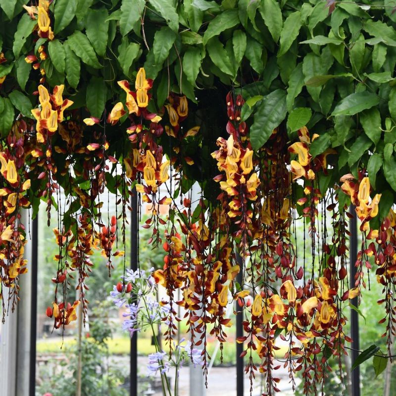 flame of irian Coklat / irian coklat