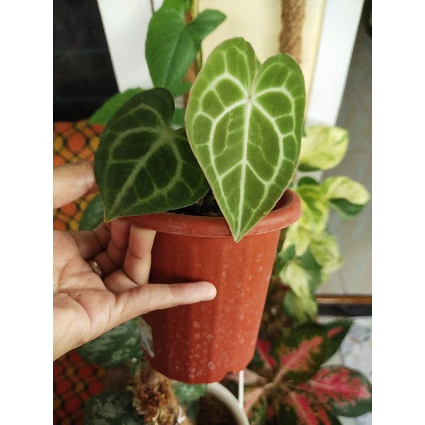 Anthurium Clarinervium Manik Merah Realpic