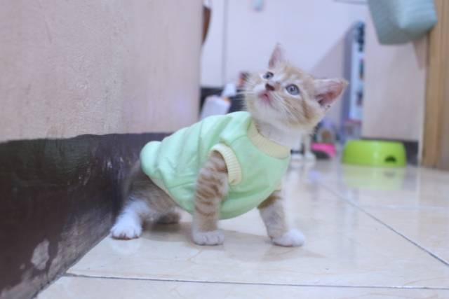 Kaos hijau polos simple untuk kucing dan anjing / baju kucing kaos size S M L XL