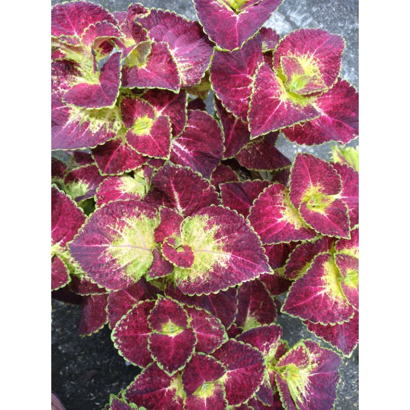 Miana Premium/MianaJantung Hati/Deep In wine