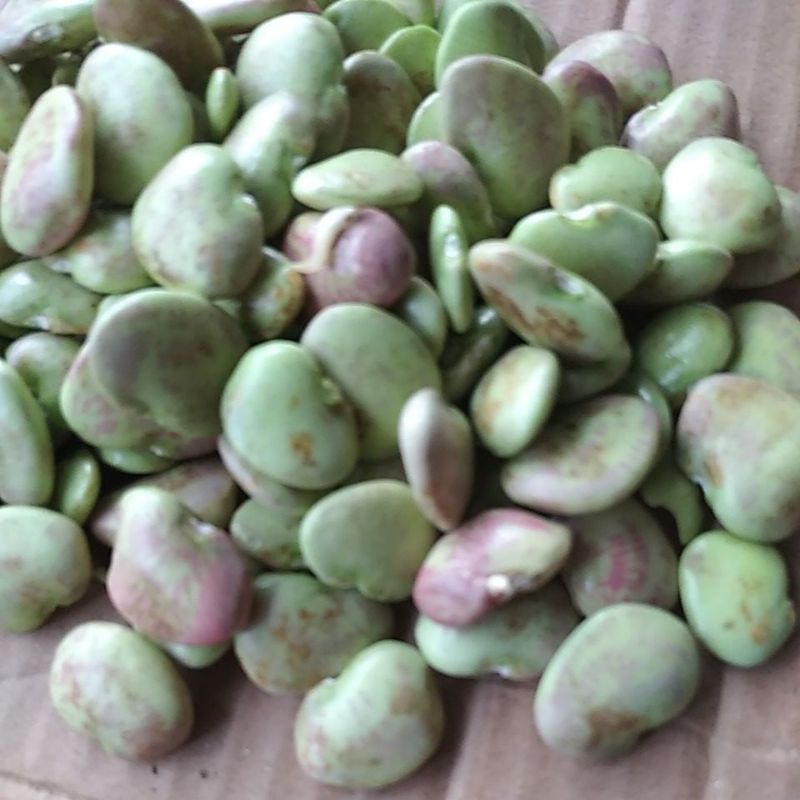 

Sayur Koro Biji SEGAR