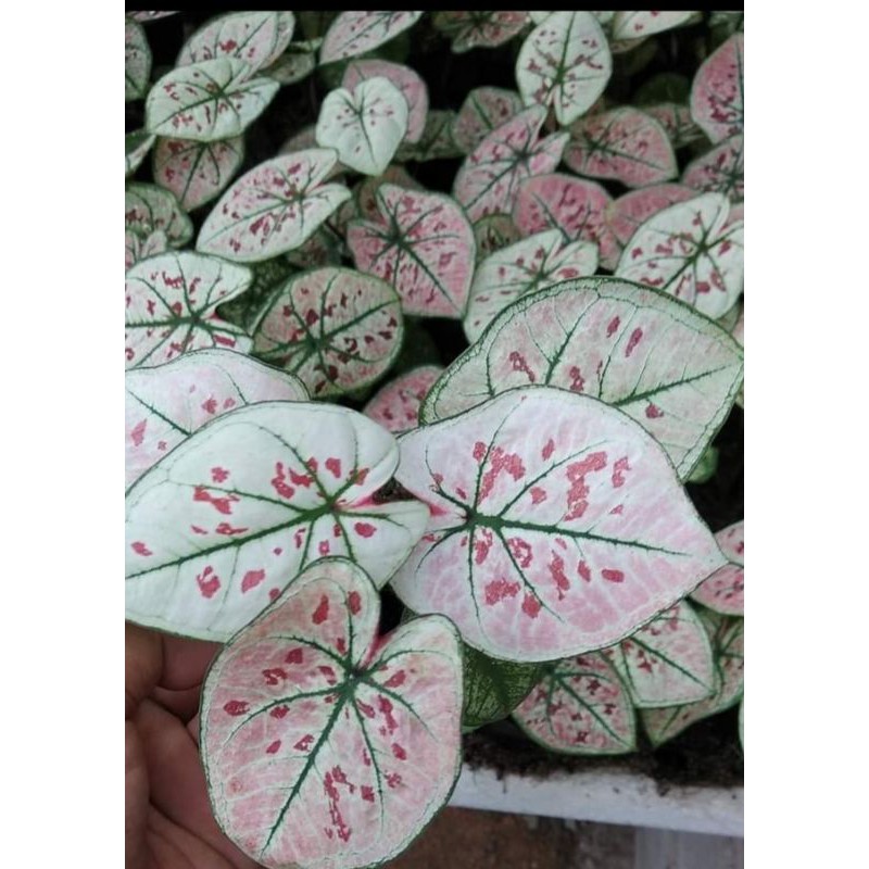 Keladi Caladium Pink Guava Strawberry star Mandarin