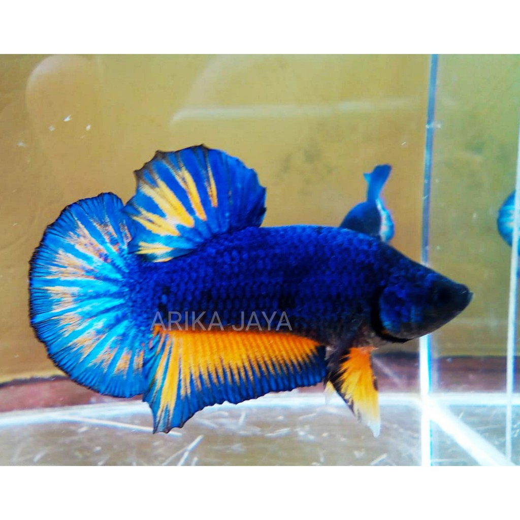 Cupang Plakat Mustard Gas MJ line yellow fancy TOP GRADE hias murah