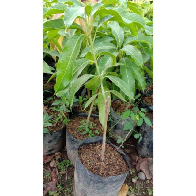 Bibit Mangga Nam Dokmay Okulasi // Bibit Mangga Okiong Okulasi