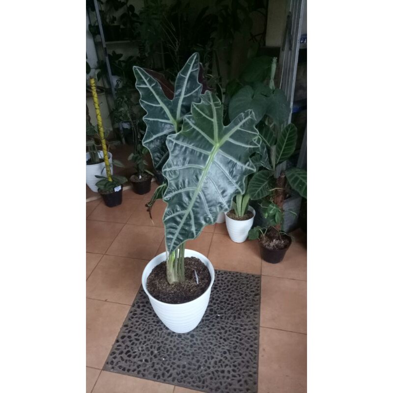 alocasia amazonica size jumbo