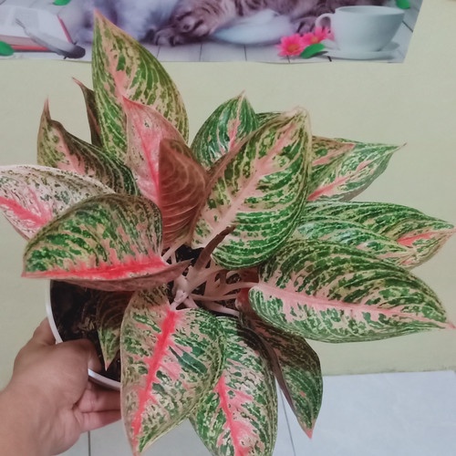 PROMO AGLONEMA LEGACY MERAH TANAMAN AGLONEMA SUPERR LEGACY MURAH MENOR