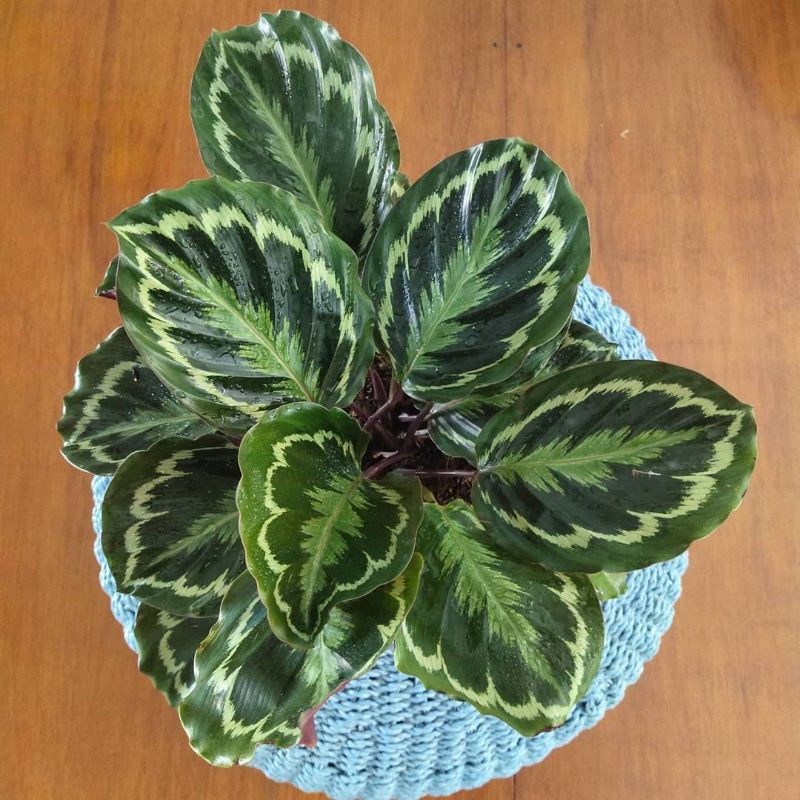 Calathea Medalion ( Tanaman hias calathea medalion import murah )