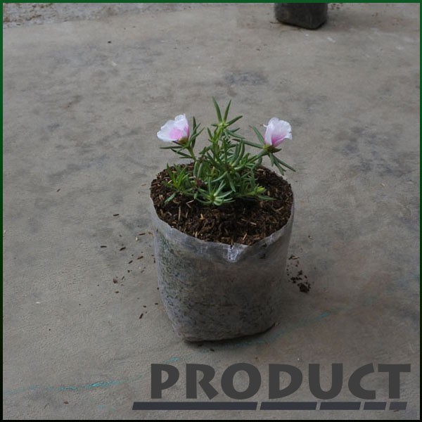 Tanaman hias Sutra bombay bunga batik ungu besar