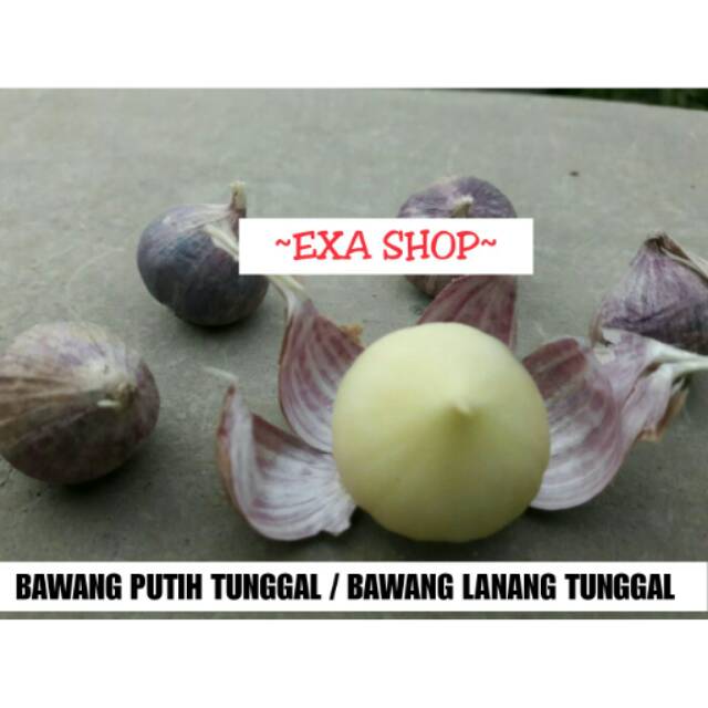 

Bawang Putih Tunggal / Bawang Lanang Tunggal 1 kg