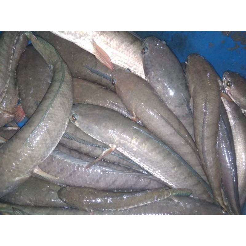 

ikan gabus