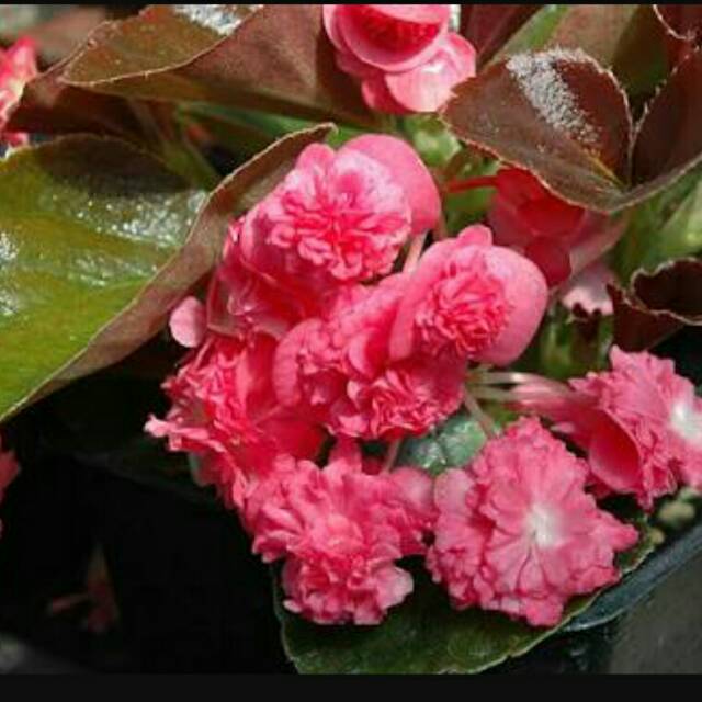 Begonia doublet rose begonia mawar