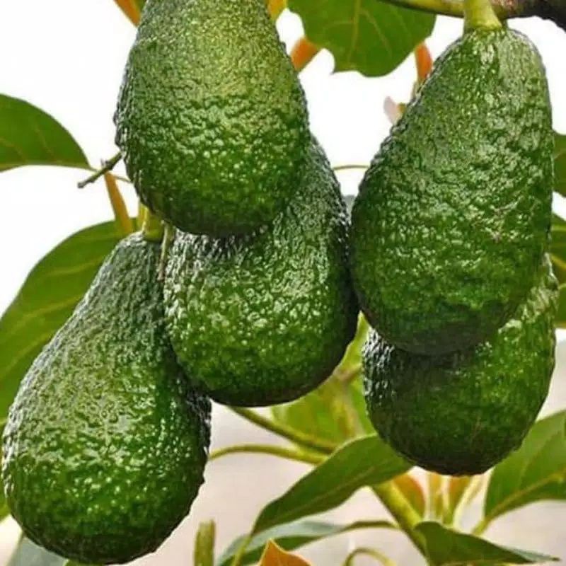 bibit alpukat YAMAGATA unggul hasil stek sambung cepat berbuah