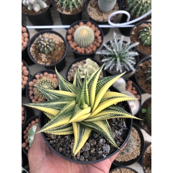 haworthia limifolia variegata